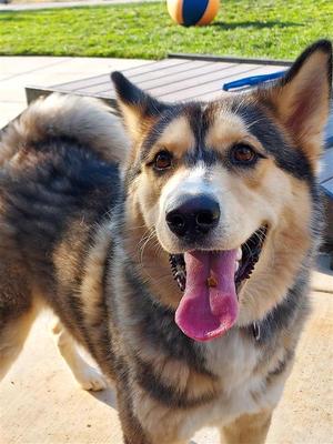 Cinnabum, Husky, adult, available for adoption