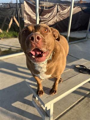 Kirby, Labrador Retriever, senior, available for adoption