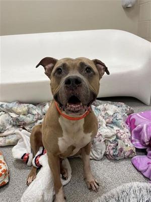 Royalty, American Staffordshire Terrier, senior, available for adoption