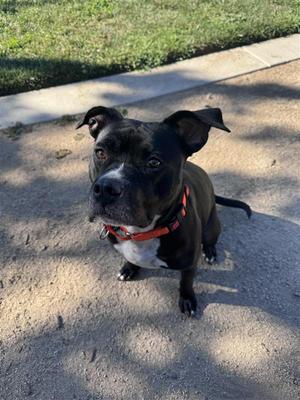 Mint Julep, Pit Bull Terrier, adult, available for adoption