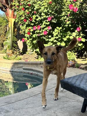 Zeus, Belgian Shepherd Malinois, adult, available for adoption