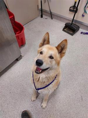 Chewie, Akita, adult, available for adoption