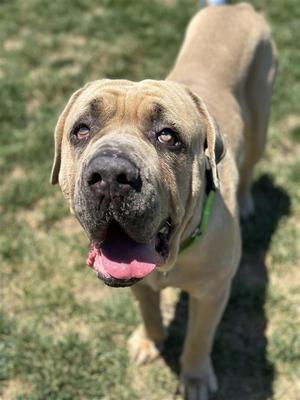 Beauregard, Mastiff, adult, available for adoption