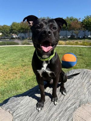 Barnabas, American Pit Bull Terrier, adult, available for adoption