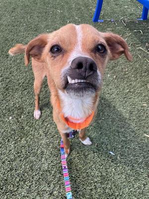 Conrad, Chihuahua, adult, available for adoption