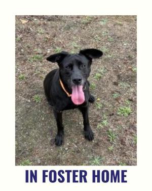 Midna, Labrador Retriever Mix, adult, available for adoption