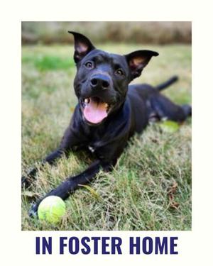 Renfield, American Pit Bull Terrier Mix, adult, available for adoption