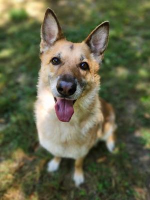 A German Shepherd dog with a happy expression, sitting on grass and looking up at the camera.