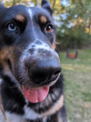 Winona, Siberian Husky Mix, adult, available for adoption