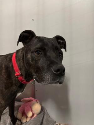 Limu Emu, Terrier and Boxer, adult, available for adoption