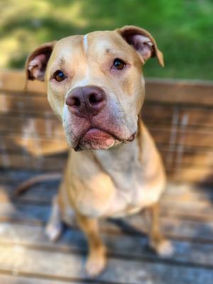 Draco, American Pit Bull Terrier Mix, adult, available for adoption