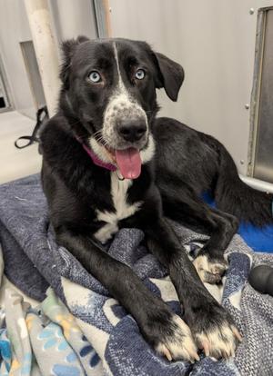Witness *, Labrador Retriever and Siberian Husky, adult, available for adoption