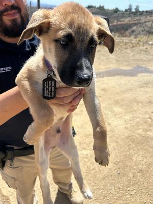 KENTO, German Shepherd Dog, puppy, available for adoption