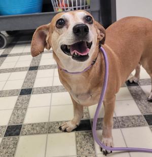 Daisy 5890 D, Dachshund / Miniature Pinscher, adult, available for adoption