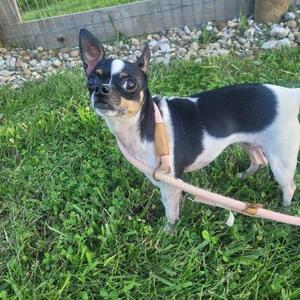 Daisy 5819 D, Chihuahua, adult, available for adoption