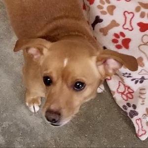 a brown dog with floppy ears looking up at the camera