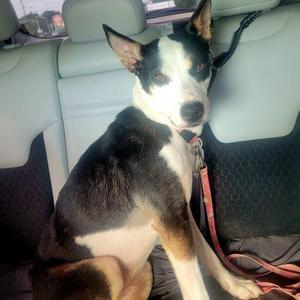 Piper 5810 D, Australian Kelpie / Australian Cattle Dog / Blue Heeler, adult, available for adoption