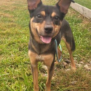 A black and tan dog with pointed ears standing on grass, looking directly at the camera with its tongue out.