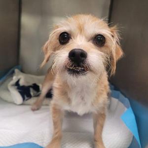 Jojo 5823 D, Yorkshire Terrier, adult, available for adoption