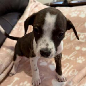 Gretchen 5834 D, Beagle / Feist, puppy, available for adoption