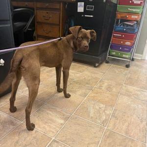 Jeffy 5892 D, Mixed Breed, young, available for adoption