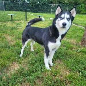 A black and white husky dog with blue eyes stands on grass in an outdoor area.