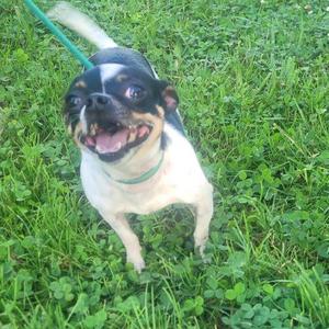 A black and white dog with a green collar standing in a grassy area, looking up with its mouth open.