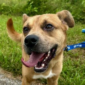 Rowdy 5832 D, Mixed Breed, adult, available for adoption