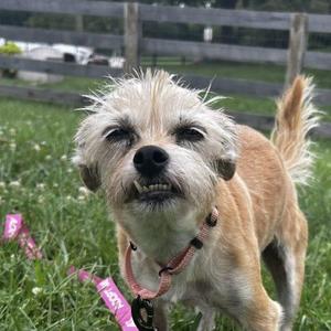 A small dog with shaggy fur standing in a grassy area, wearing a pink collar and leash.
