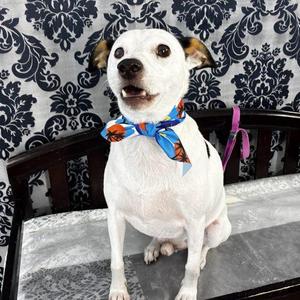 Snoopy 5702 D, Mixed Breed, adult, available for adoption