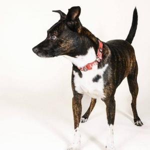 A brindle and white dog with a red collar standing on a white background.