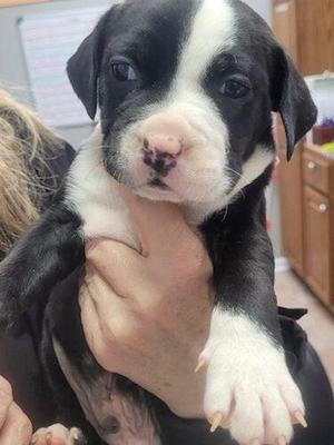 Sheriff 5069 D, Staffordshire Bull Terrier / Mixed Breed, adult, available for adoption