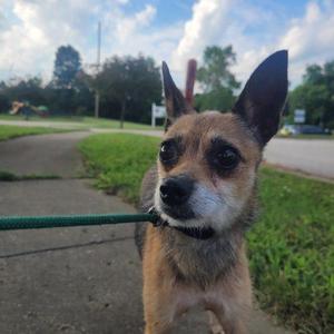 Lil' Bit 5828 D, Chihuahua / Mixed Breed, adult, available for adoption