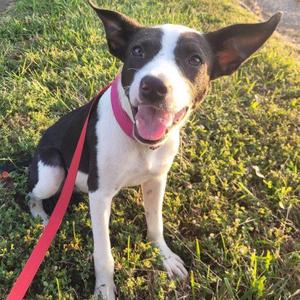 Lainey 5885 D, Rat Terrier / Mixed Breed, puppy, available for adoption