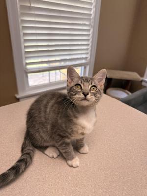 Wonton, young, available for adoption