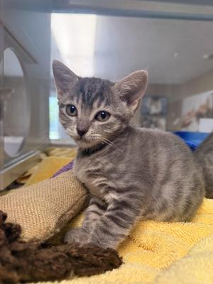 Sesame, young, available for adoption