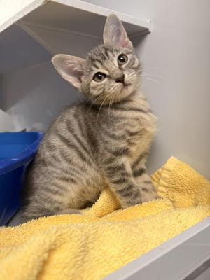 Miso, young, available for adoption