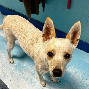 Luna, Mixed Breed (Small), adult, available for adoption