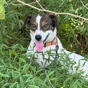 Simon, Mixed Breed (Medium), adult, available for adoption