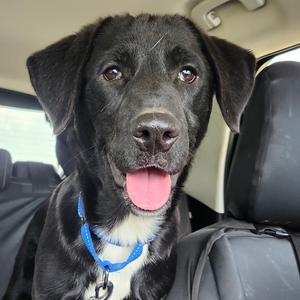 Christine, Mixed Breed (Medium), adult, available for adoption