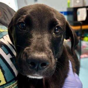 Jet, Mixed Breed (Medium), adult, available for adoption