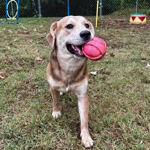 A brown dog holding a pink ball in its mouth, standing on grass in a fenced area.