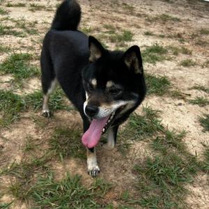Quigley, Mixed Breed (Small), adult, available for adoption