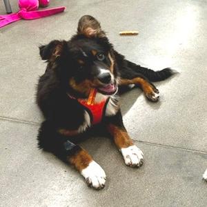 Barkley, Mixed Breed (Medium), adult, available for adoption