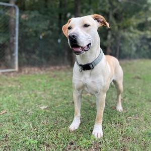 May, Mixed Breed (Large), adult, available for adoption