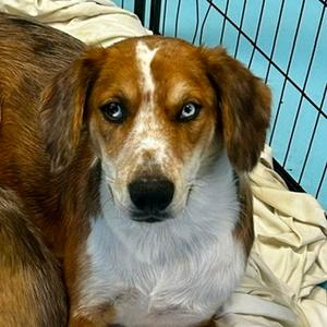 Ozzie, Mixed Breed (Medium), adult, available for adoption
