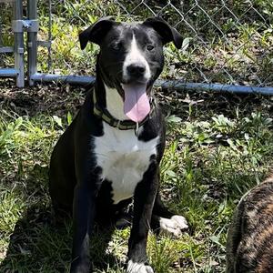 April, Mixed Breed (Large), adult, available for adoption