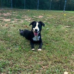 Dottie, Mixed Breed (Medium), adult, available for adoption