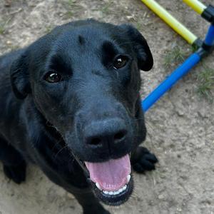 Muffin, Mixed Breed (Medium), adult, available for adoption