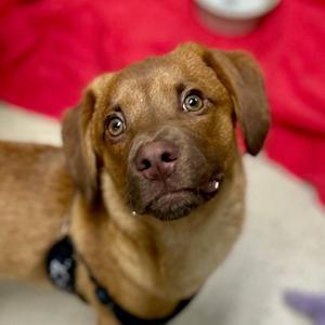 Chance, Mixed Breed (Small), adult, available for adoption